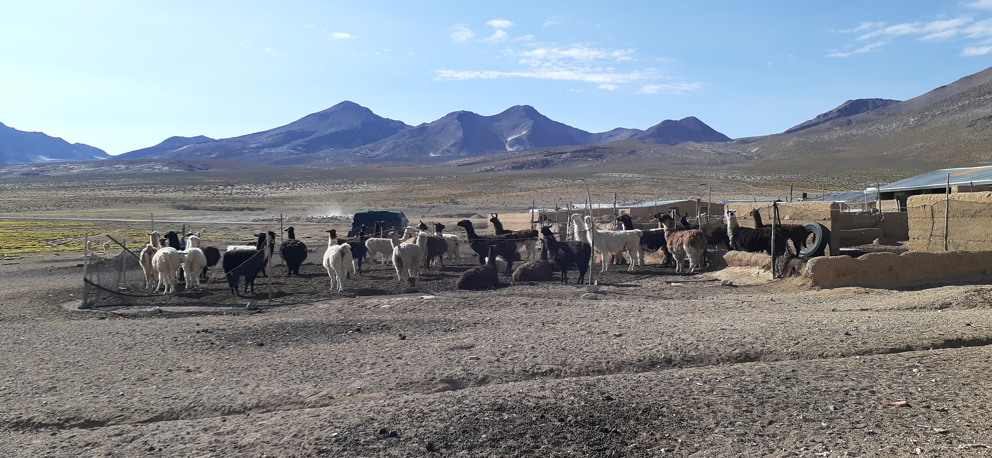 Herd of llama, Salinas Moche.